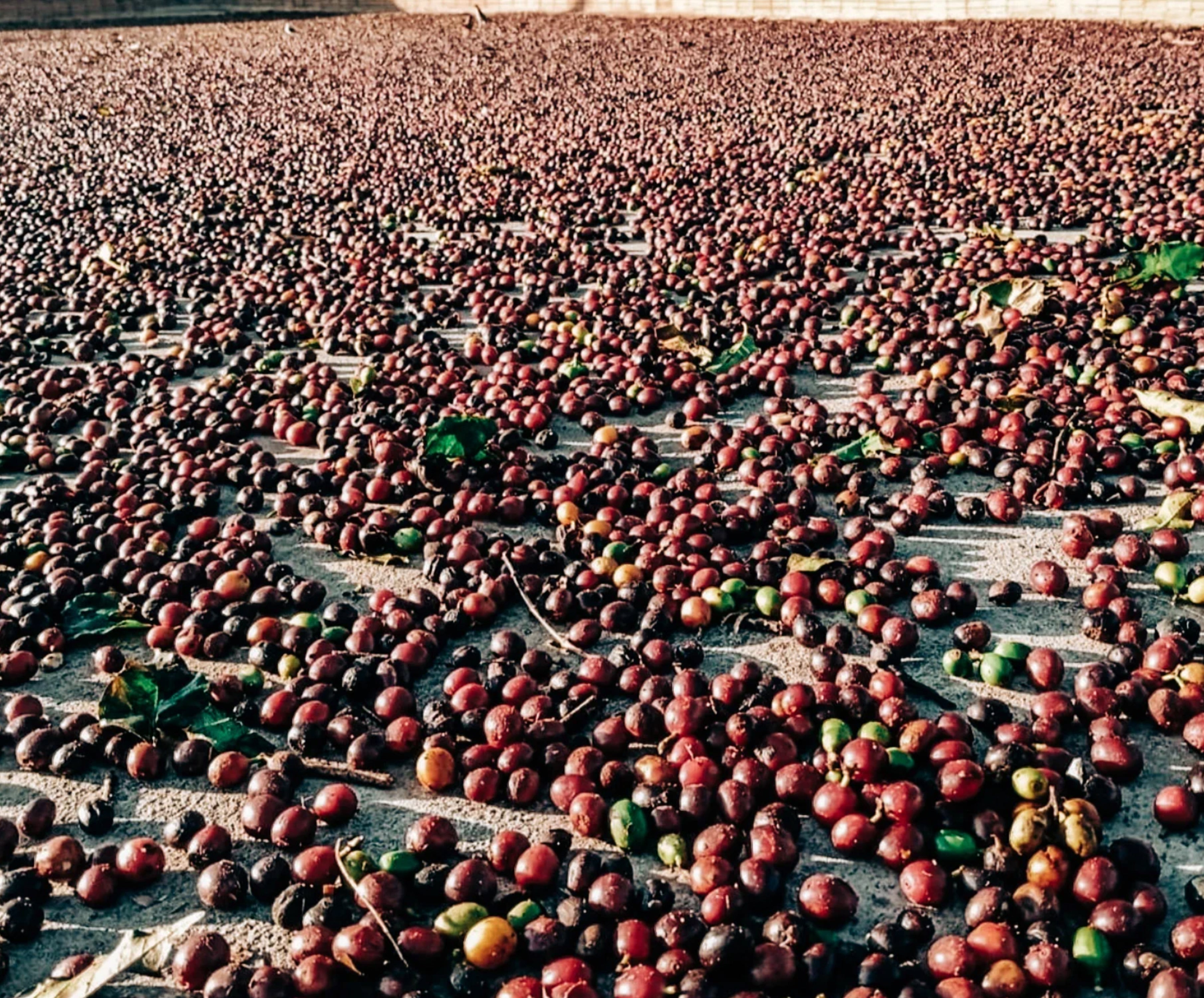 Brazil | Minas Gerais | SCA 86