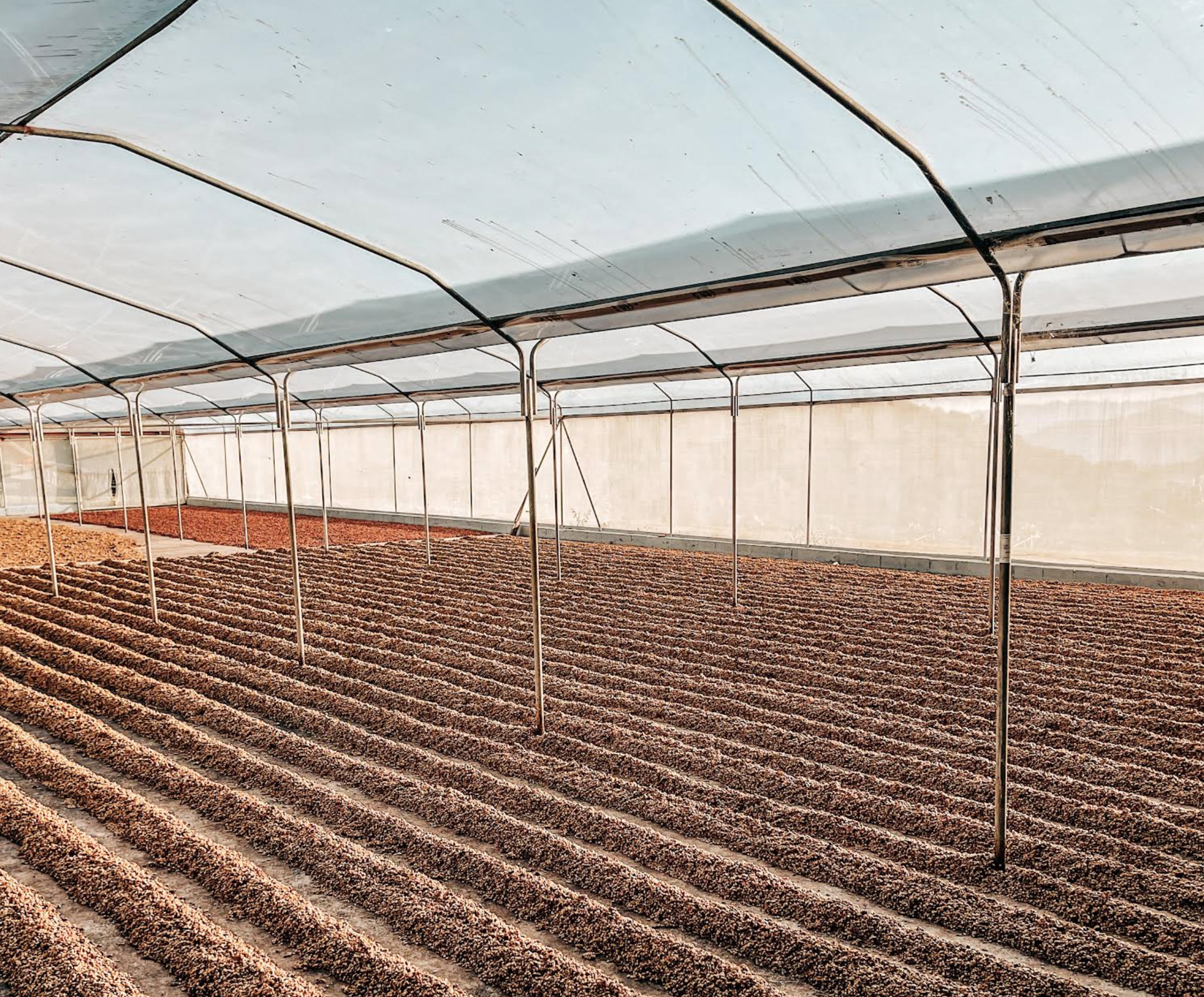 Costa Rica | Naranjo | SCA 86