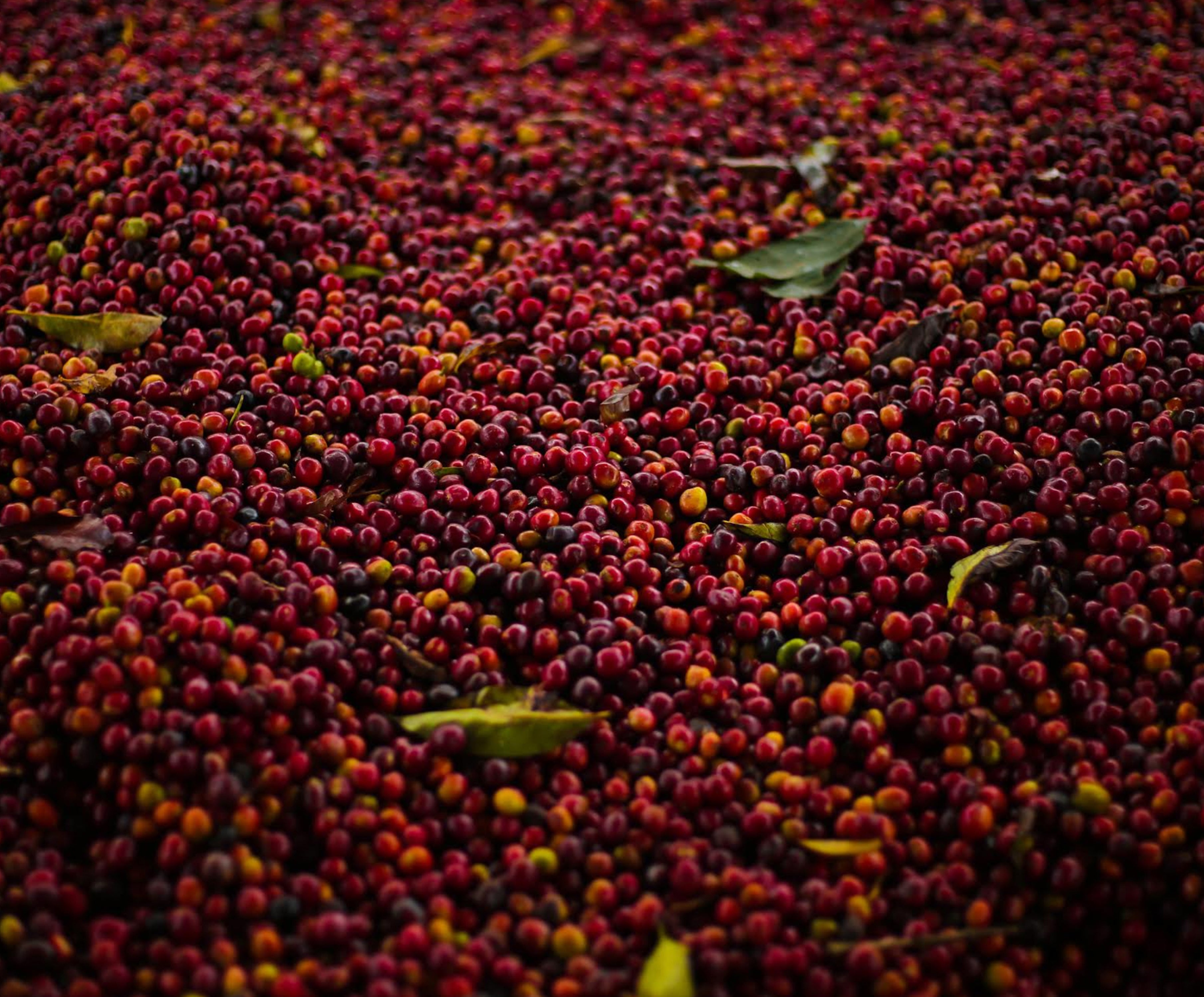 Ethiopia | Sidama | SCA 87