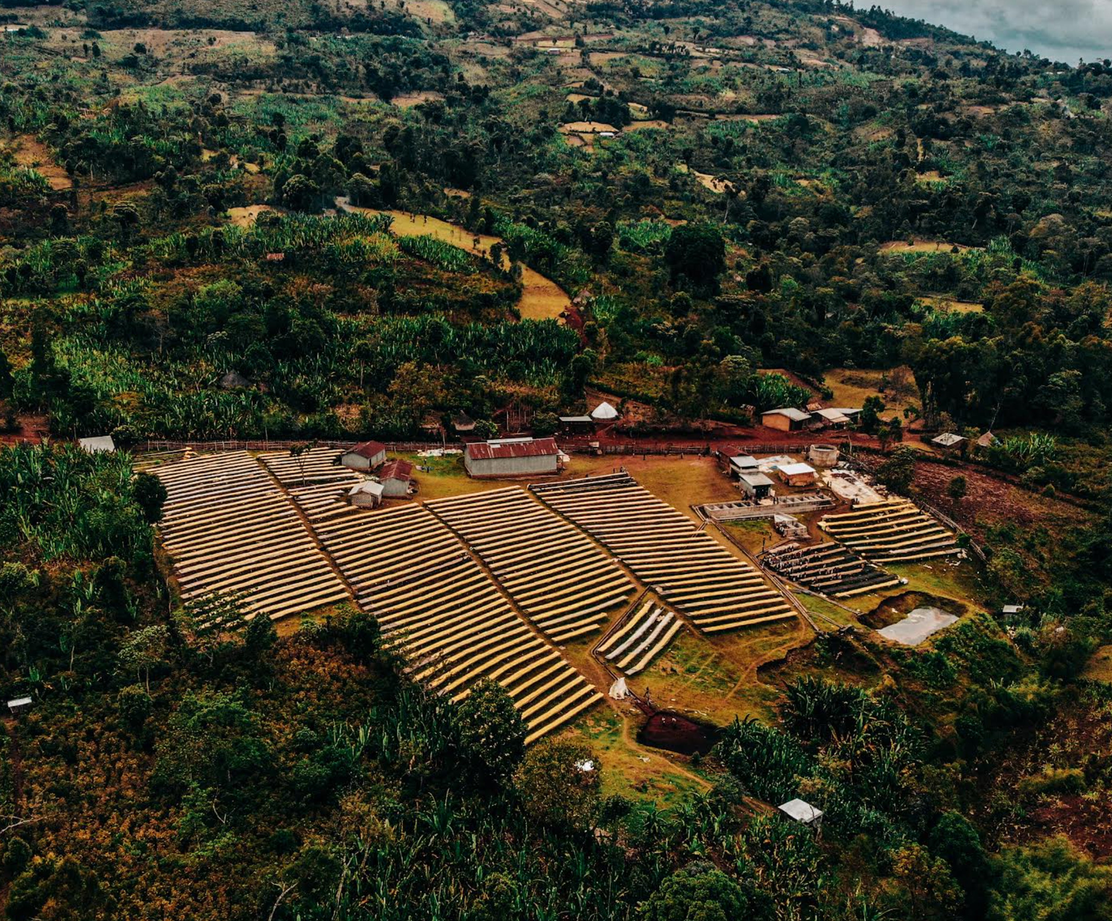 Ethiopia | Sidama | SCA 87