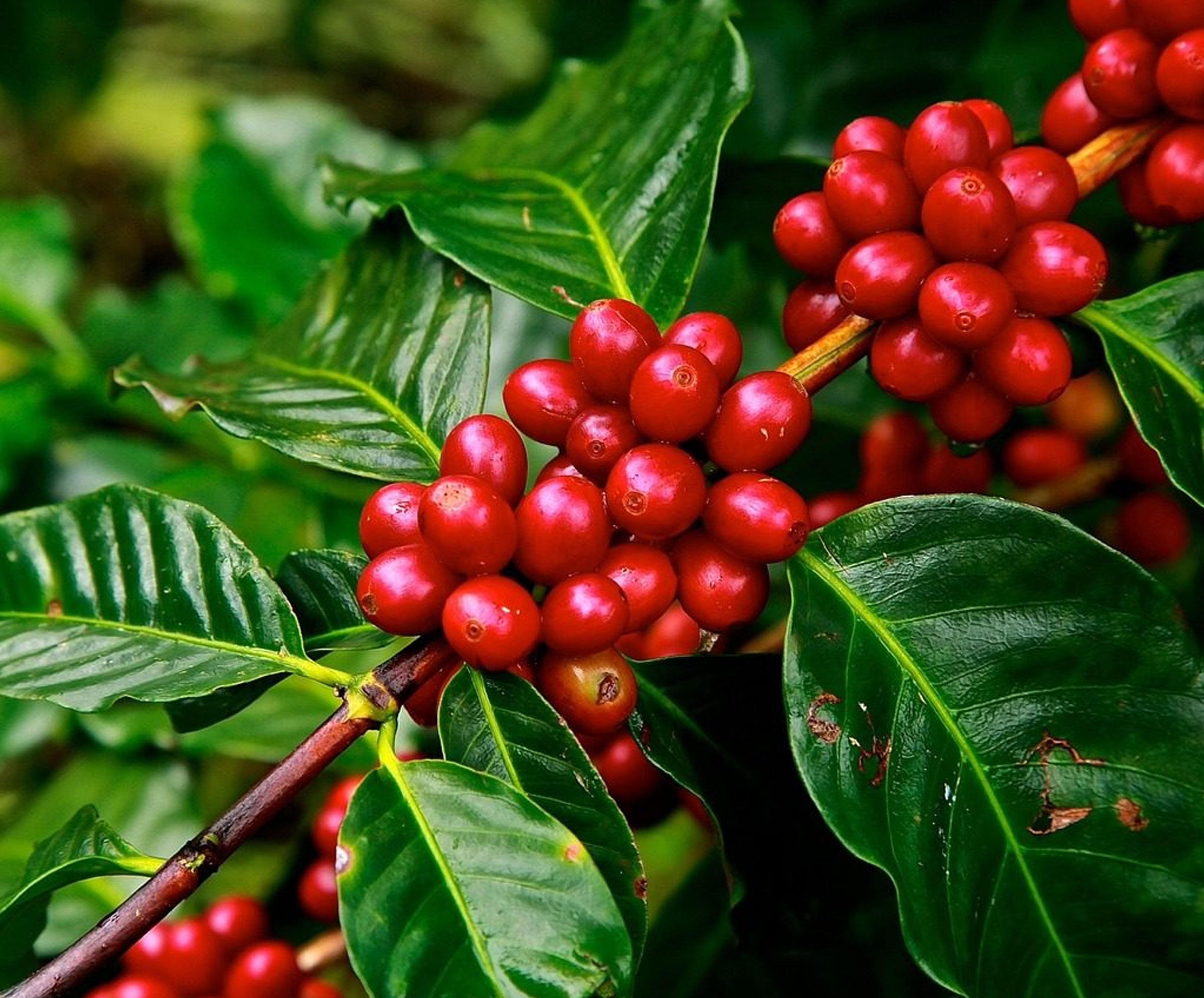 Rwanda | Lake Kivu | SCA 87