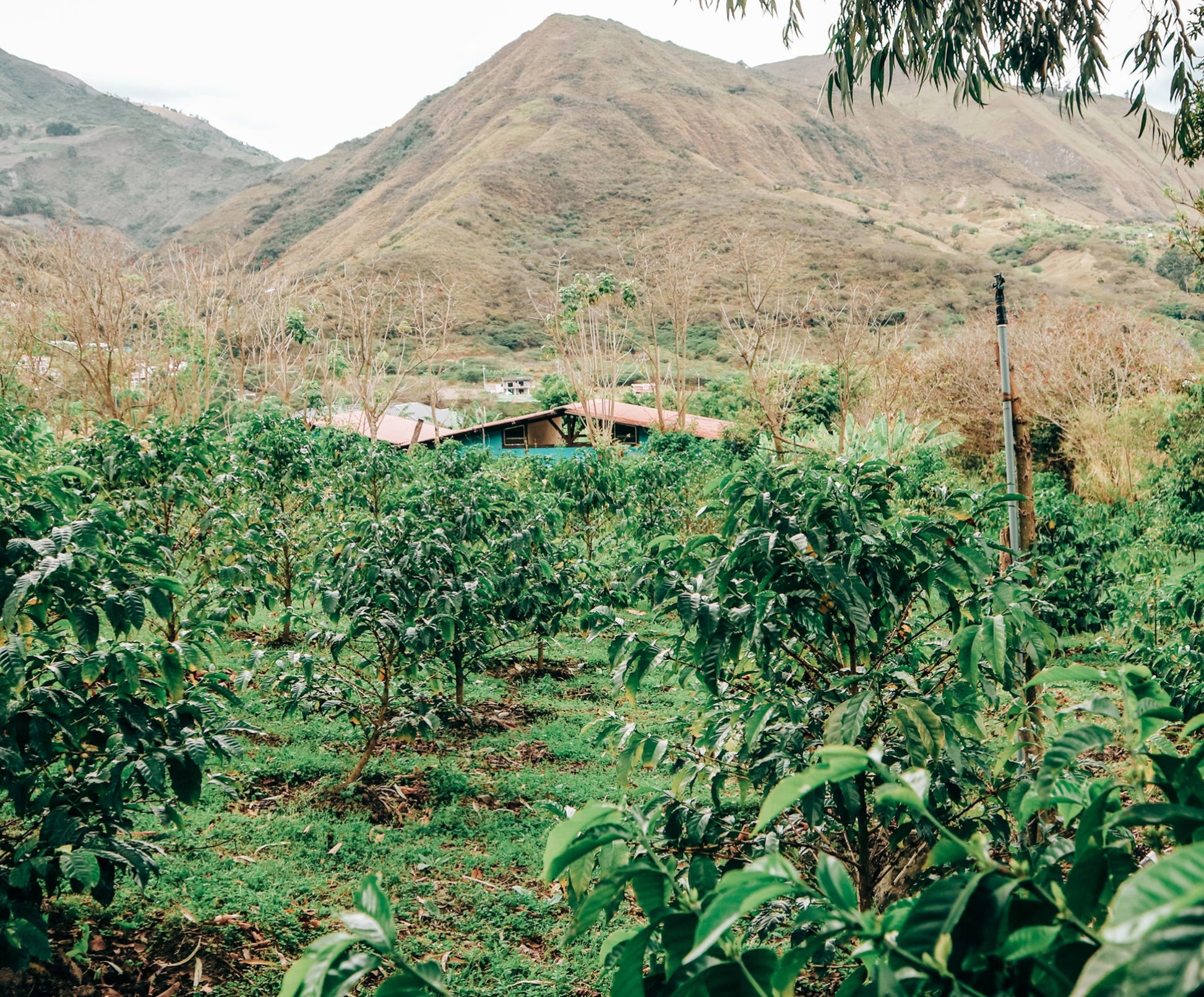 Ecuador | Loja | SCA 86