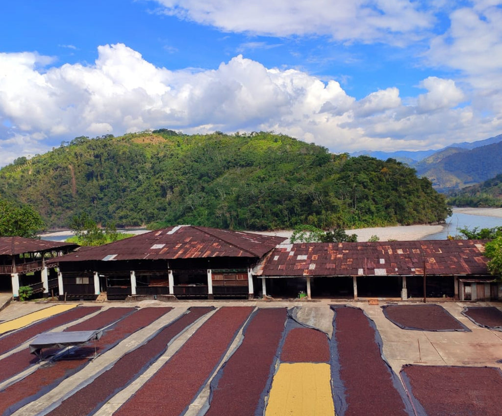 Peru | Perené | SCA 87