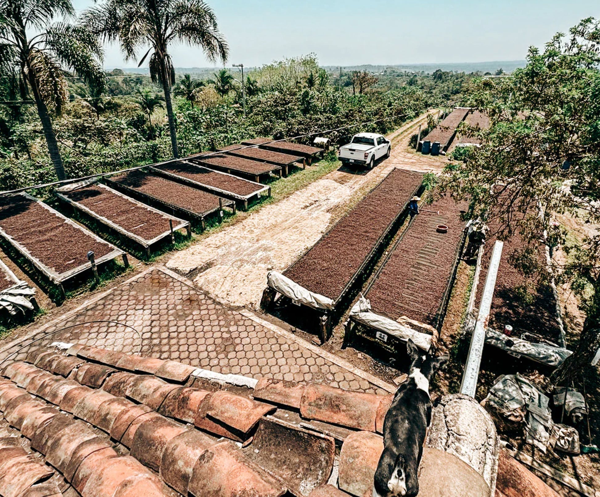 Mexico | Veracruz | SCA 88