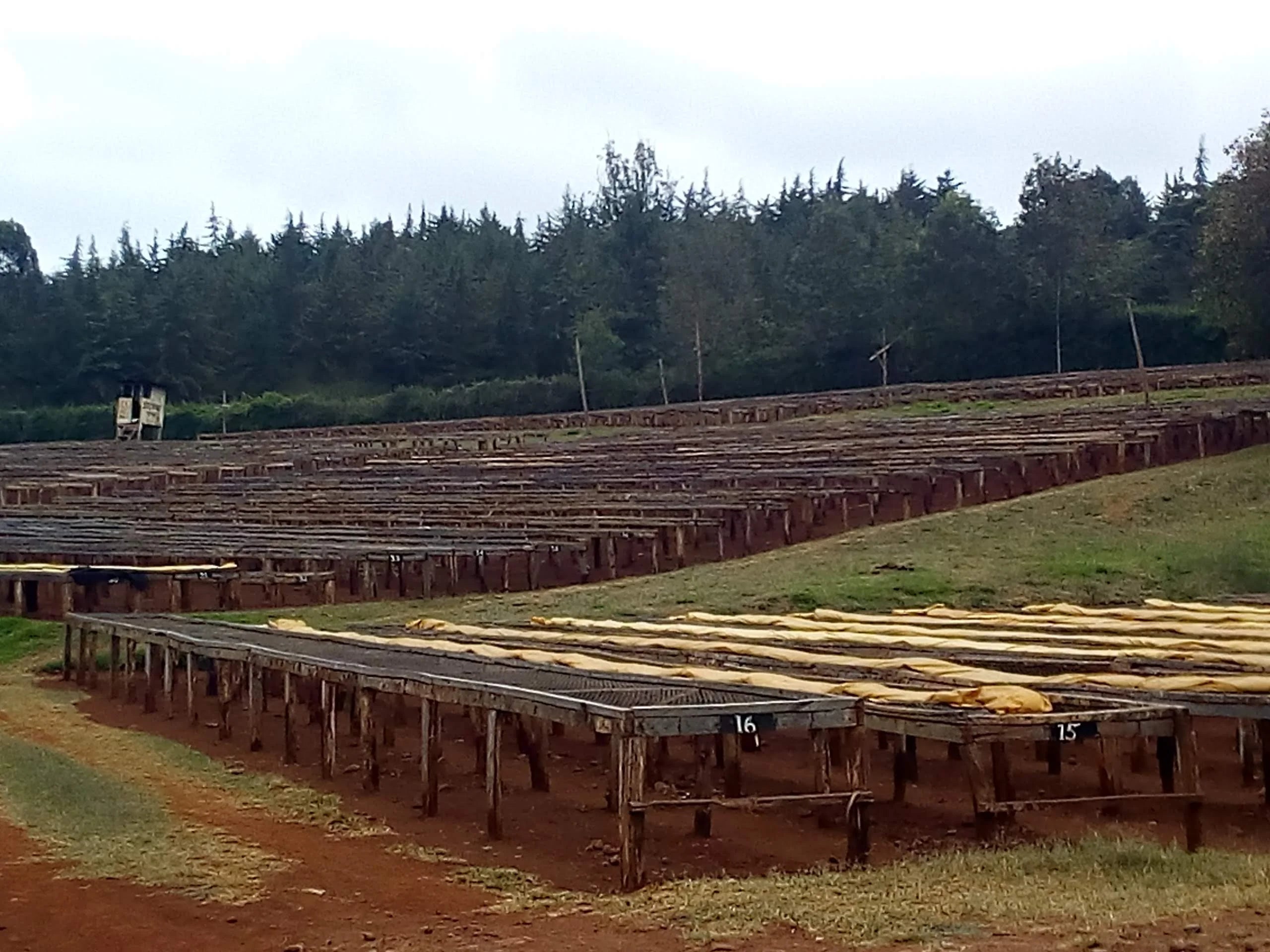 Kenya | Nyeri | SCA 84