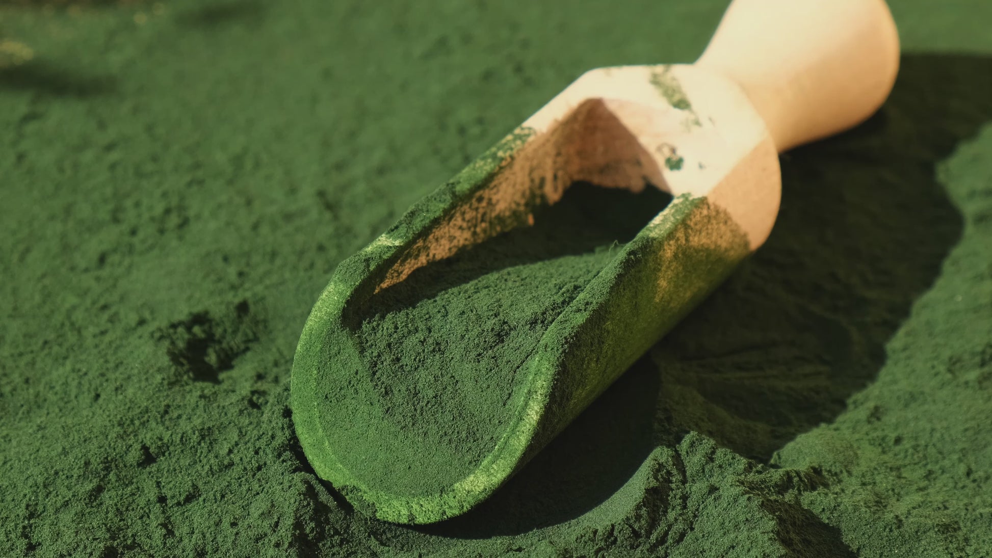 Uji Matcha - Ceremonial Grade